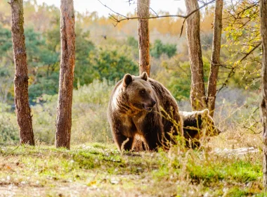 парк за мечки Белица