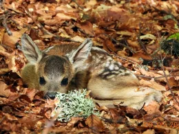 малки сърнета Централен Балкан
