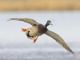 Патица с превишена скорост