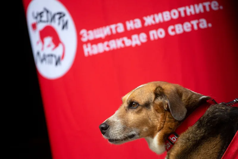 Международен ден на кучето летище София