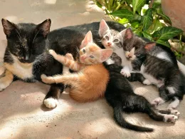 котки в Кипър