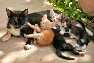 котки в Кипър