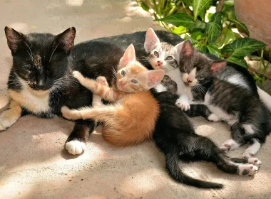 котки в Кипър