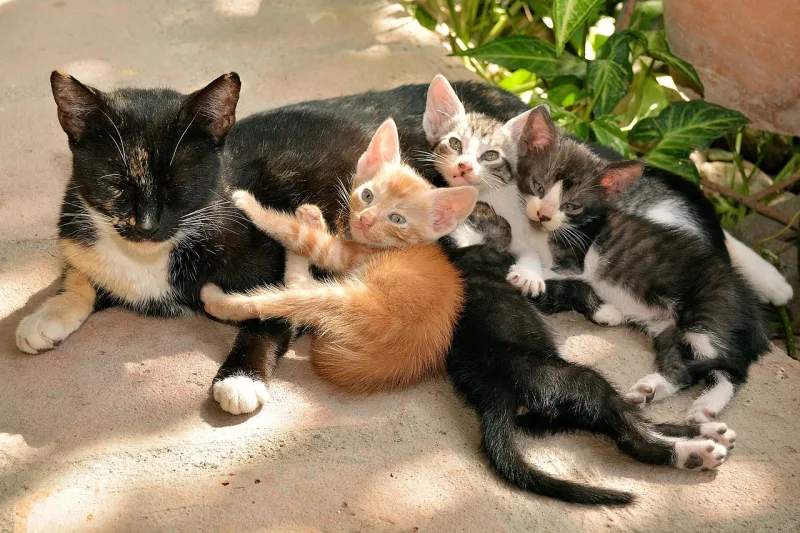 котки в Кипър