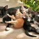 котки в Кипър