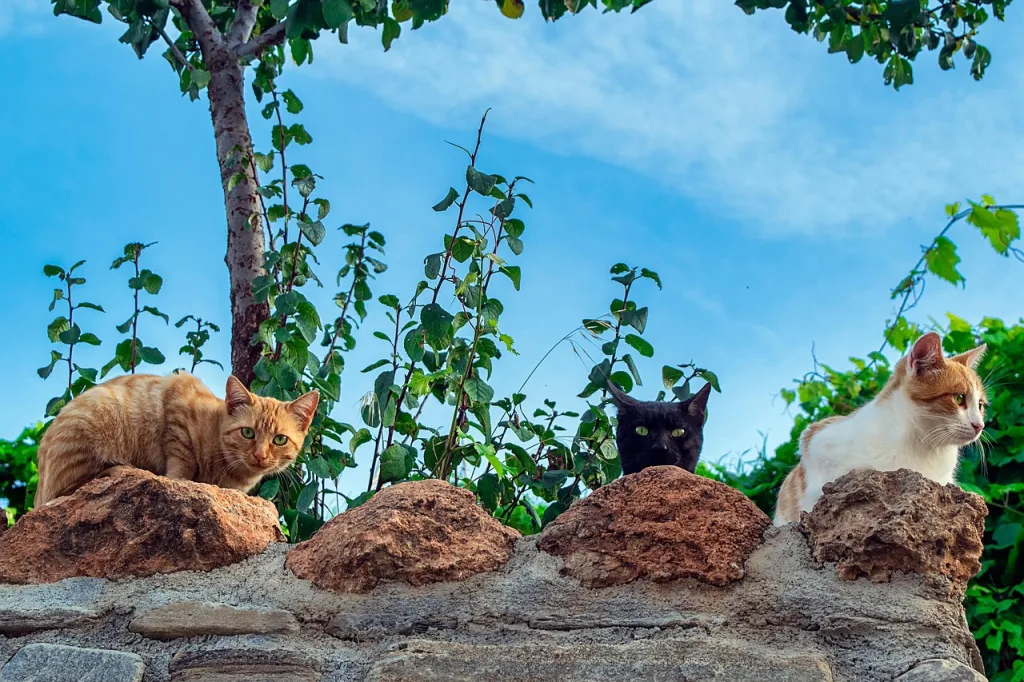 котки в Кипър