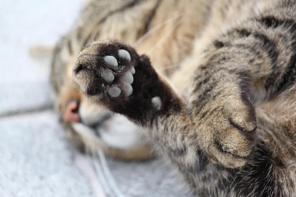 котки в Кипър